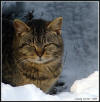 Catlady